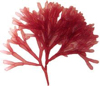 Winterharde rode algen 