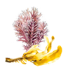 Undaria Pinnatifida-extract en Corallina Officinalis-extract